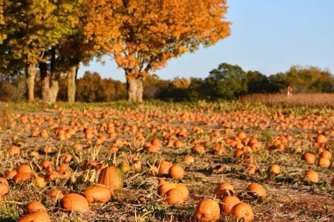 You-Pick Farms: Fall Edition